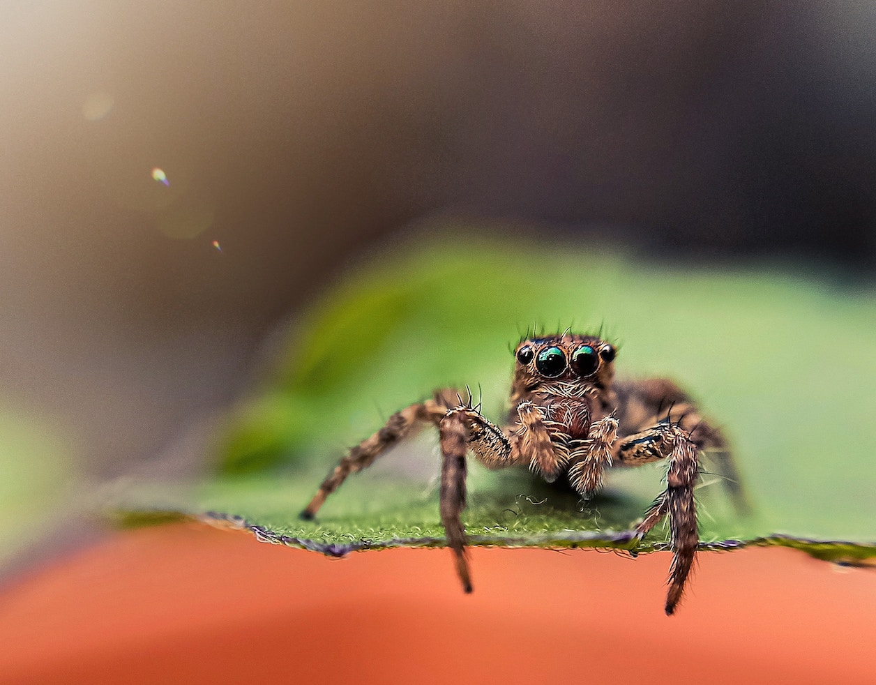 Pourquoi les araignées sont-elles plus grosses cette année