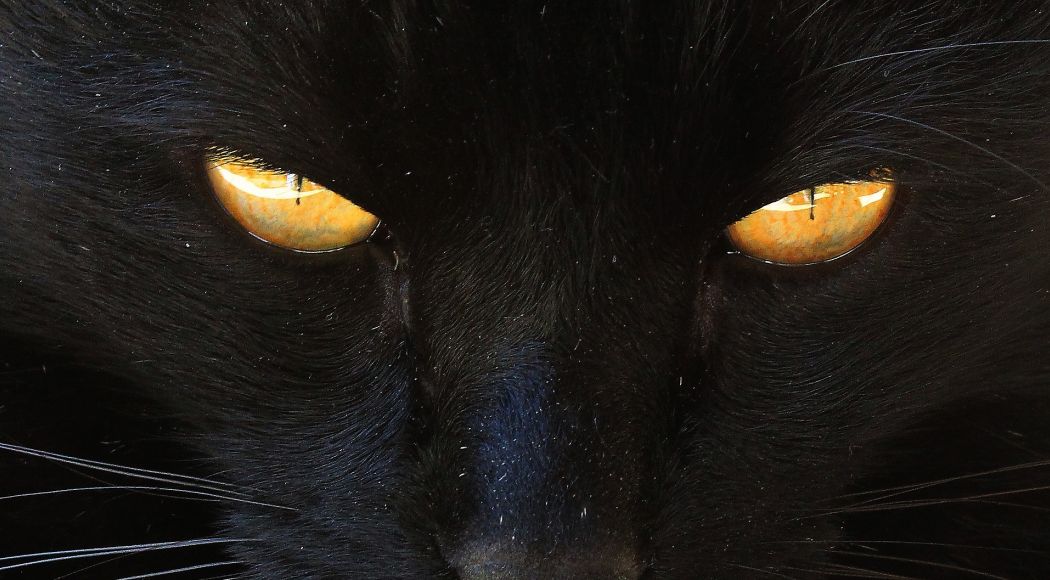Pourquoi Le Chat Noir Est Il Devenu Une Creature Demoniaque D Halloween