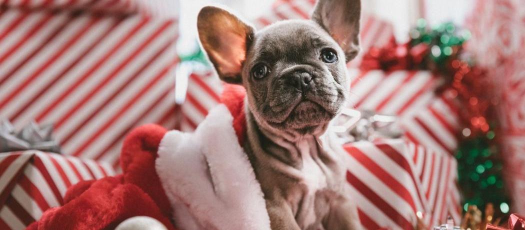 15 cadeaux de Noël pour les animaux - Elle