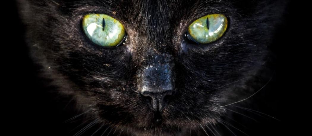 Vendredi 13 Chat Noir D Ou Viennent Les Superstitions Les Plus Populaires