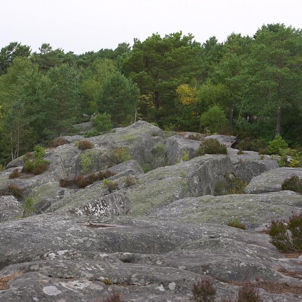 Fontainebleau : formé de centaines de blocs de grès dans la forêt, c’est une sorte de laboratoire, où on peut étudier et décortiquer un mouvement durant plusieurs jours. ©Flickr - Kit Logan.