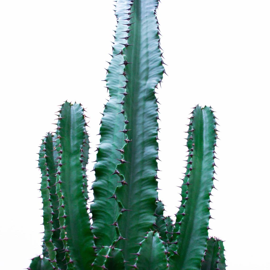 <strong>Au Mexique</strong> avec un joli cactus de JungleLab, prix sur demande.  