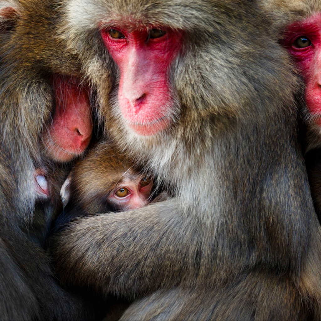 Par une froide journée d'hiver, j'ai capturé le moment où les mères-singes se sont regroupées après un toilettage sur l'île d'Awaji. Les singes japonais sont généralement considérés comme despotiques et agressifs, mais ils construisent des relations sociales avec des avantages mutuels. PHOTOGRAPHIE DE HIDETOSHI OGATA.
