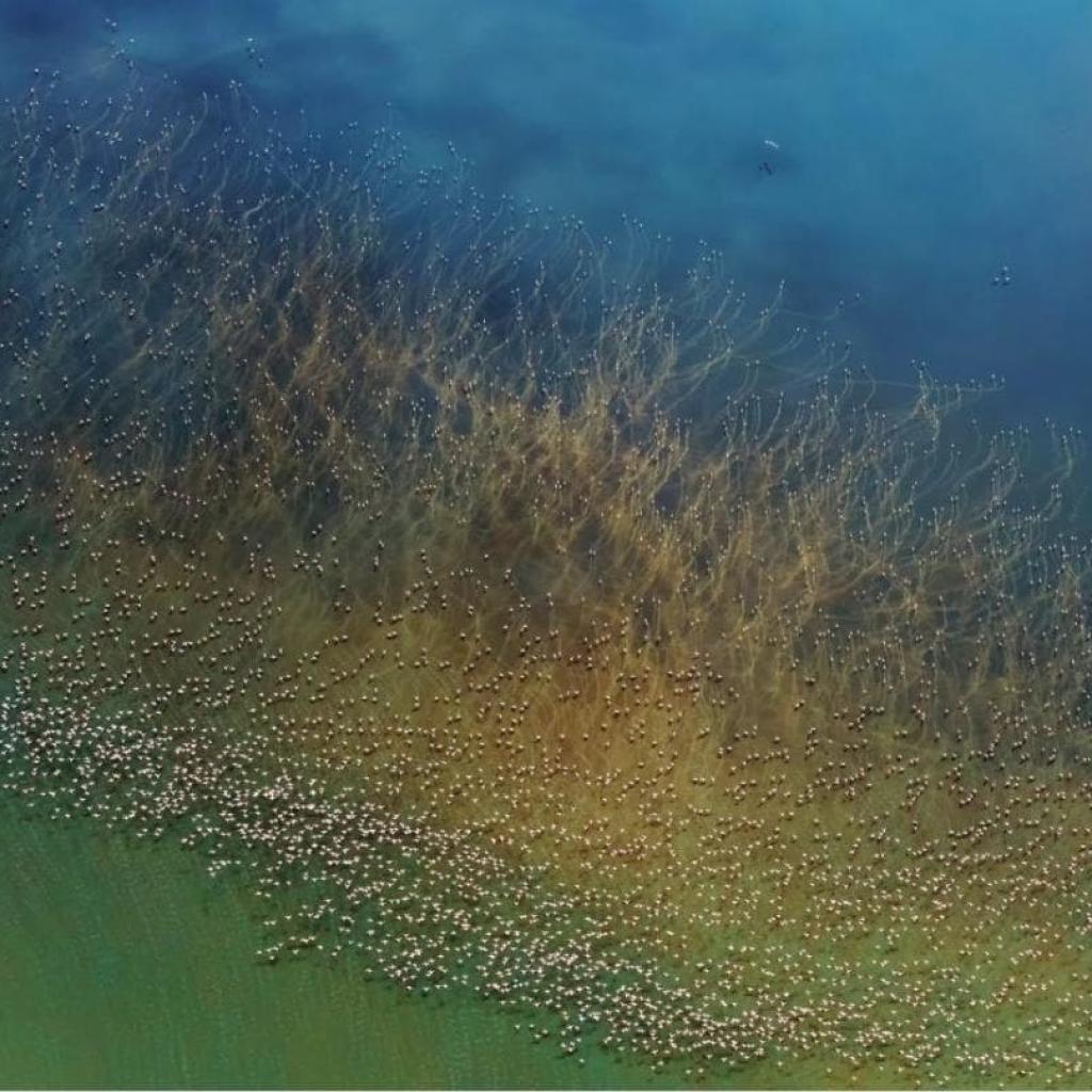 Des milliers de flamants roses prennent leur envol près du lac de Natron en Tanzanie. Avant de décoller, les flamants doivent faire un petit tour sur l'eau pour gagner de la vitesse. Leurs longues pattes rouges créent des mouvements à la surface du lac.<br />PHOTOGRAPHIE DE HAO J.