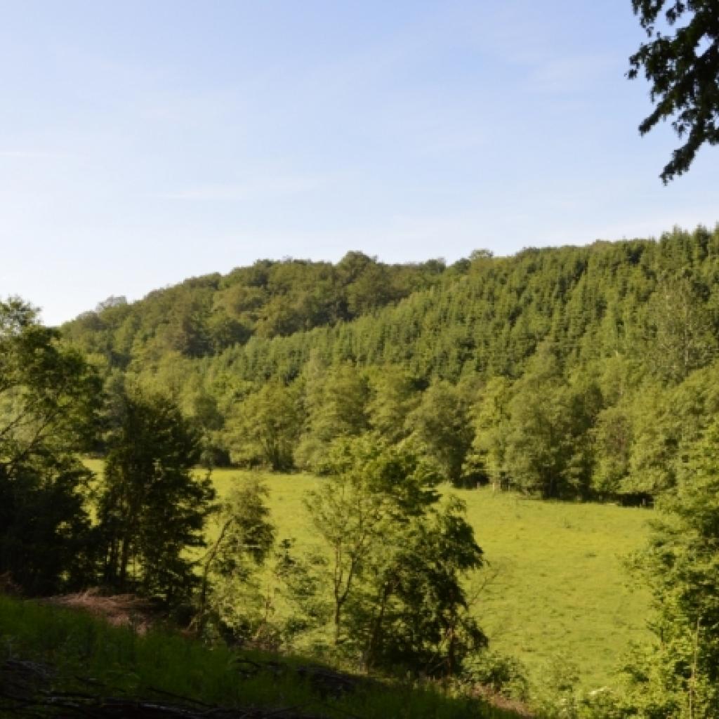 Promenez-vous dans la réserve naturelle des « Prés d’Orval » dans la Province du Luxembourg. Du fait de ses terrains plats, cette promenade d’environ 1h est parfaite à faire en famille. / <a href="http://www.orval.be">www.orval.be</a>